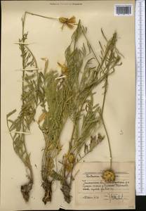 Rhaponticoides ruthenica (Lam.) M.V.Agab. & Greuter, Middle Asia, Western Tian Shan & Karatau (M3) (Uzbekistan)