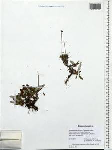 Dryas octopetala L., Eastern Europe, Northern region (E1) (Russia)