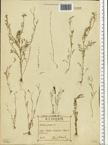 Cardamine parviflora L., Eastern Europe, Central region (E4) (Russia)