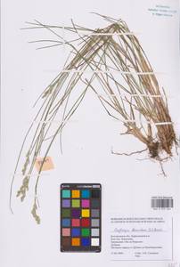 Danthonia decumbens (L.) DC., Eastern Europe, Central forest-and-steppe region (E6) (Russia)