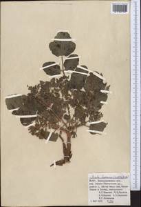 Ladyginia bucharica Lipsky, Middle Asia, Pamir & Pamiro-Alai (M2) (Uzbekistan)