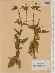 Saponaria officinalis L., Western Europe (EUR) (Montenegro)