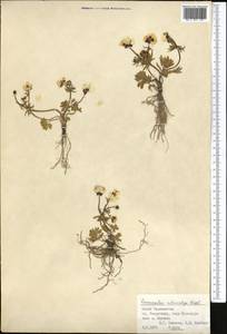 Ranunculus rubrocalyx Regel ex Kom., Middle Asia, Pamir & Pamiro-Alai (M2) (Tajikistan)