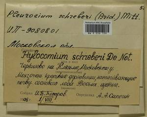 Pleurozium schreberi (Willd. ex Brid.) Mitt., Bryophytes, Bryophytes - Moscow City & Moscow Oblast (B6a) (Russia)