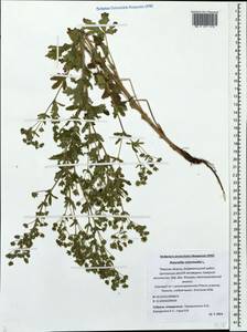 Potentilla intermedia L., Eastern Europe, North-Western region (E2) (Russia)