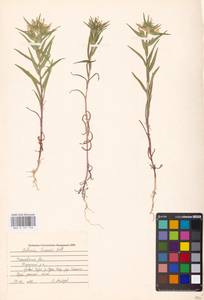 Collomia linearis Nutt., Eastern Europe, Middle Volga region (E8) (Russia)