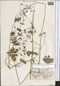 Geranium collinum Stephan ex Willd., Middle Asia, Dzungarian Alatau & Tarbagatai (M5) (Kazakhstan)