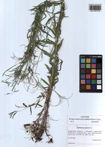 Epilobium palustre L., Siberia, Altai & Sayany Mountains (S2) (Russia)