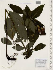 Klasea quinquefolia (Willd.) Greuter & Wagenitz, Caucasus, Stavropol Krai, Karachay-Cherkessia & Kabardino-Balkaria (K1b) (Russia)