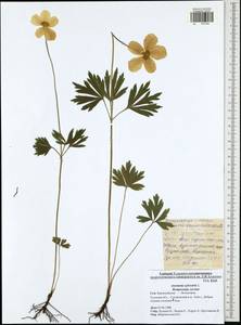 Anemone sylvestris, Eastern Europe, Central region (E4) (Russia)