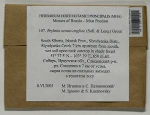 Brachythecium novae-angliae (Sull. & Lesq.) A. Jaeger, Bryophytes, Bryophytes - Baikal & Transbaikal regions (B18) (Russia)