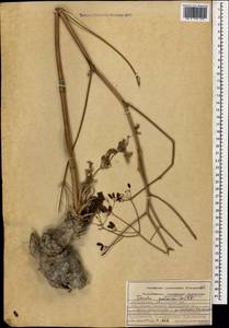 Ferula caspica M.Bieb., Caucasus, Azerbaijan (K6) (Azerbaijan)