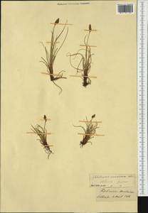 Carex simpliciuscula Wahlenb., Western Europe (EUR) (Switzerland)