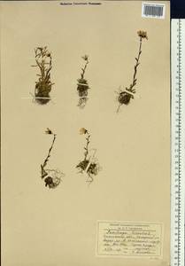 Saxifraga hirculus L., Siberia, Baikal & Transbaikal region (S4) (Russia)