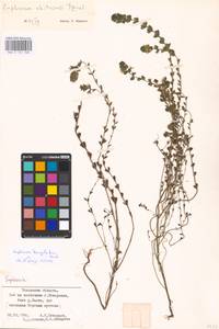 MHA 0 161 568, Euphrasia × vernalis List, Eastern Europe, North-Western region (E2) (Russia)