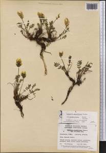 Oxytropis maydelliana Trautv., America (AMER) (Canada)