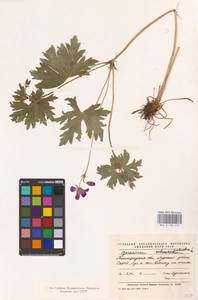 Geranium palustre L., Eastern Europe, North-Western region (E2) (Russia)