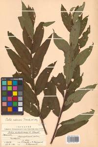 Salix udensis (Wimm.) Trautv. & C. A. Mey., Siberia, Russian Far East (S6) (Russia)