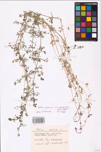 Galium spurium L., Eastern Europe, Middle Volga region (E8) (Russia)