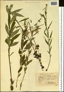 Adenophora liliifolia (L.) A.DC., Siberia, Baikal & Transbaikal region (S4) (Russia)