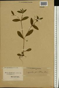 Myosotis sparsiflora J. C. Mikan ex Pohl, Eastern Europe, Northern region (E1) (Russia)