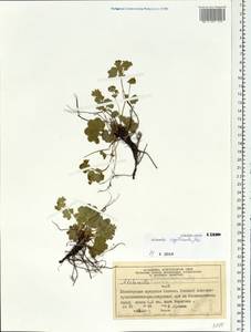 Alchemilla altaica Juz., Siberia, Central Siberia (S3) (Russia)