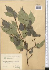 Celtis australis subsp. caucasica (Willd.) C. C. Townsend, Middle Asia, Western Tian Shan & Karatau (M3) (Uzbekistan)