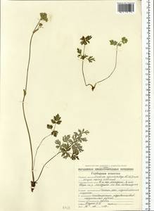 Tilingia ajanensis Regel & Tiling, Siberia, Chukotka & Kamchatka (S7) (Russia)