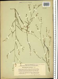 Bupleurum brachiatum C. Koch ex Boiss., Caucasus, Krasnodar Krai & Adygea (K1a) (Russia)