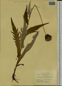 Cirsium heterophyllum (L.) Hill, Siberia, Western Siberia (S1) (Russia)