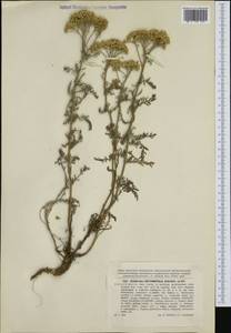Achillea crithmifolia Waldst. & Kit., Western Europe (EUR) (Slovakia)