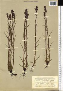 Castilleja rubra (Drob.) Rebr., Siberia, Yakutia (S5) (Russia)