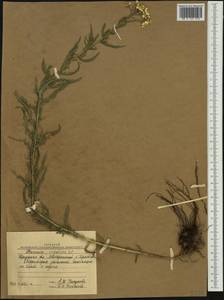 Achillea impatiens L., Siberia, Baikal & Transbaikal region (S4) (Russia)