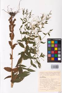 Epilobium, Eastern Europe, Lower Volga region (E9) (Russia)