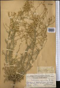 Centaurea virgata subsp. squarrosa (Willd.) Gugler, Middle Asia, Muyunkumy, Balkhash & Betpak-Dala (M9) (Kazakhstan)
