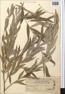 Salix babylonica L., Middle Asia, Western Tian Shan & Karatau (M3) (Kazakhstan)
