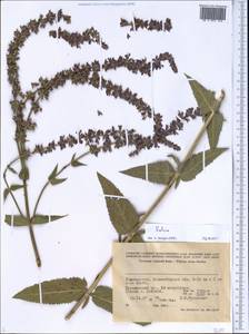 Salvia, Middle Asia, Western Tian Shan & Karatau (M3) (Tajikistan)