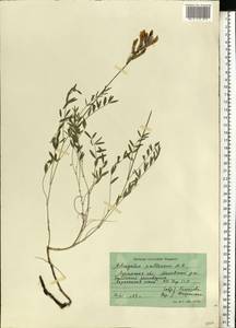 Astragalus pallescens Bieb., Eastern Europe, North Ukrainian region (E11) (Ukraine)