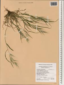 Bromus madritensis L., South Asia, South Asia (Asia outside ex-Soviet states and Mongolia) (ASIA) (Cyprus)