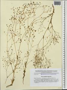 Gypsophila elegans M. Bieb., Caucasus, Armenia (K5) (Armenia)