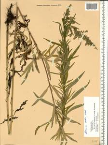 Artemisia dubia Wall. ex Besser, Eastern Europe, Central forest-and-steppe region (E6) (Russia)