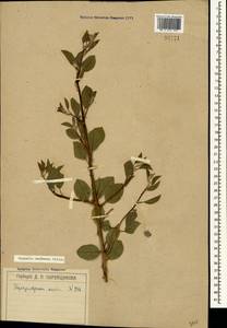Capparis spinosa var. herbacea (Willd.) Fici, Crimea (KRYM) (Russia)