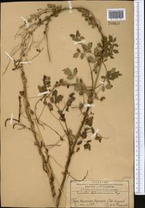 Cuscuta lehmanniana Bunge, Middle Asia, Western Tian Shan & Karatau (M3) (Kazakhstan)