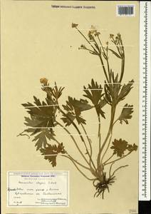 Ranunculus grandiflorus L., Caucasus, Georgia (K4) (Georgia)