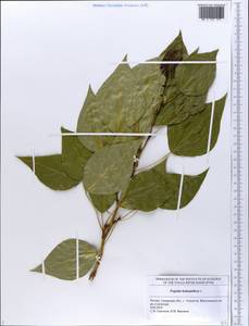 Populus balsamifera, Eastern Europe, Middle Volga region (E8) (Russia)