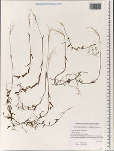 Microstegium japonicum (Miq.) Koidz., South Asia, South Asia (Asia outside ex-Soviet states and Mongolia) (ASIA) (China)