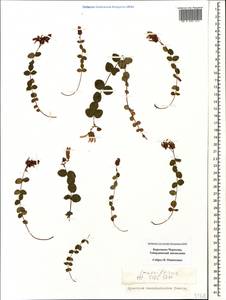 Hypericum nummularioides Trautv., Caucasus, Stavropol Krai, Karachay-Cherkessia & Kabardino-Balkaria (K1b) (Russia)