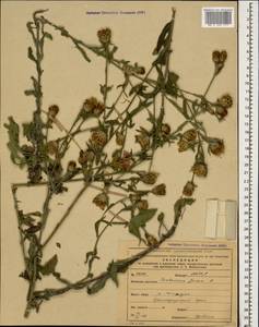 Centaurea jacea subsp. substituta (Czerep.) Mikheev, Caucasus, Krasnodar Krai & Adygea (K1a) (Russia)