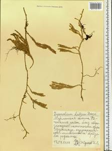 Spinulum annotinum subsp. dubium (Zoëga) J.H.Xue, Chepinoga & K.P.Ma, Eastern Europe, Northern region (E1) (Russia)