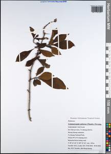 Catunaregam spinosa (Thunb.) Tirveng., South Asia, South Asia (Asia outside ex-Soviet states and Mongolia) (ASIA) (Vietnam)